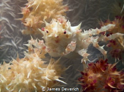 Who you looking at?! Soft Coral Crab. by James Deverich 